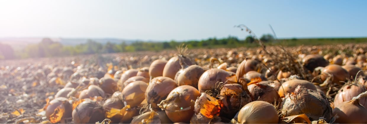 Coaching brengt leadershipteam Regio Foodvalley weer in verbinding