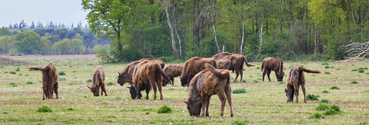 Samen werken aan natuurontwikkeling in Flevoland