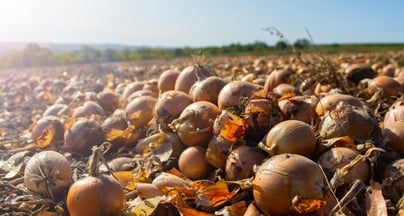 Afbeelding Coaching brengt leiderschapsteam Foodvalley weer in verbinding