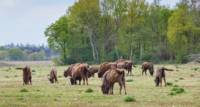 Afbeelding Samen werken aan natuurontwikkeling in Flevoland