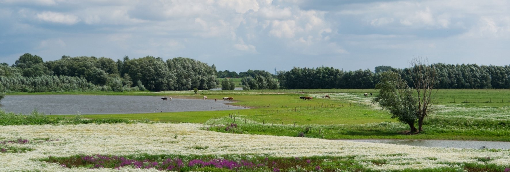 Koers naar een toekomstbestendig landelijk gebied