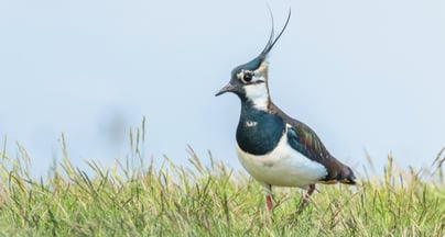 Afbeelding Gebiedsprocessen: hype of hoop voor natuur en landschap?
