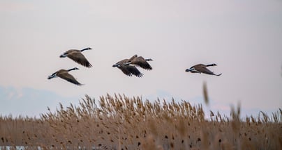 Afbeelding Sterk leiderschap vraagt om voorbeeldgedrag