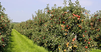 Afbeelding Hoe pak je ondermijning in het buitengebied aan? Mét boeren natuurlijk!