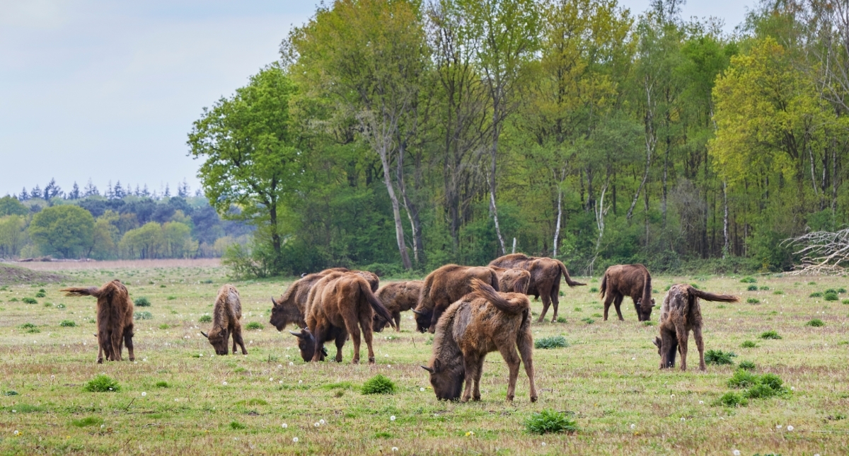 Samen werken aan natuurontwikkeling in Flevoland