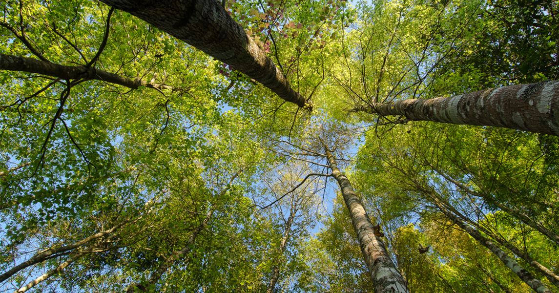 earth day 2020 donuteconomie als reddingsboei in tijden van crisis