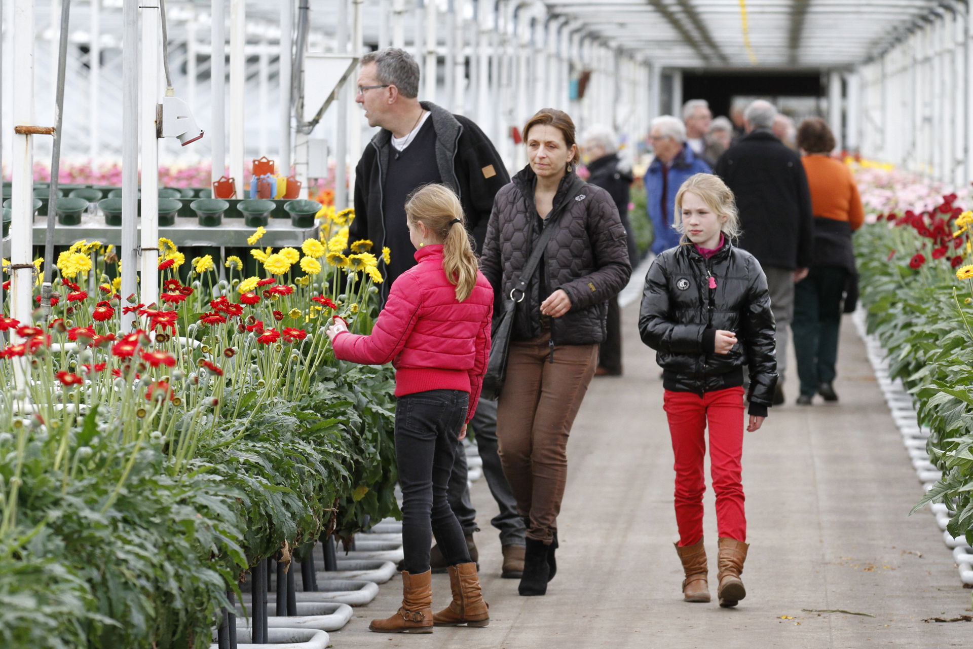 gerberas_in_alle_kleuren