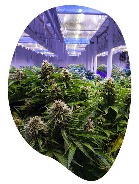 Ondermijnende criminaliteit